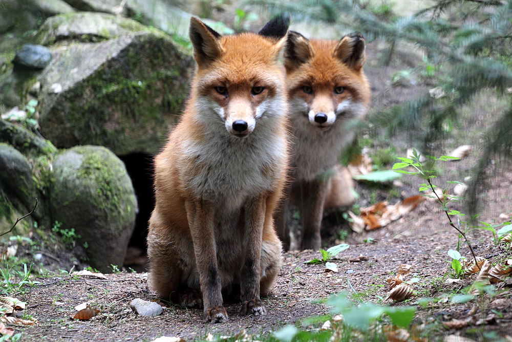 Jungfchse im Wildpark Eekholt ...