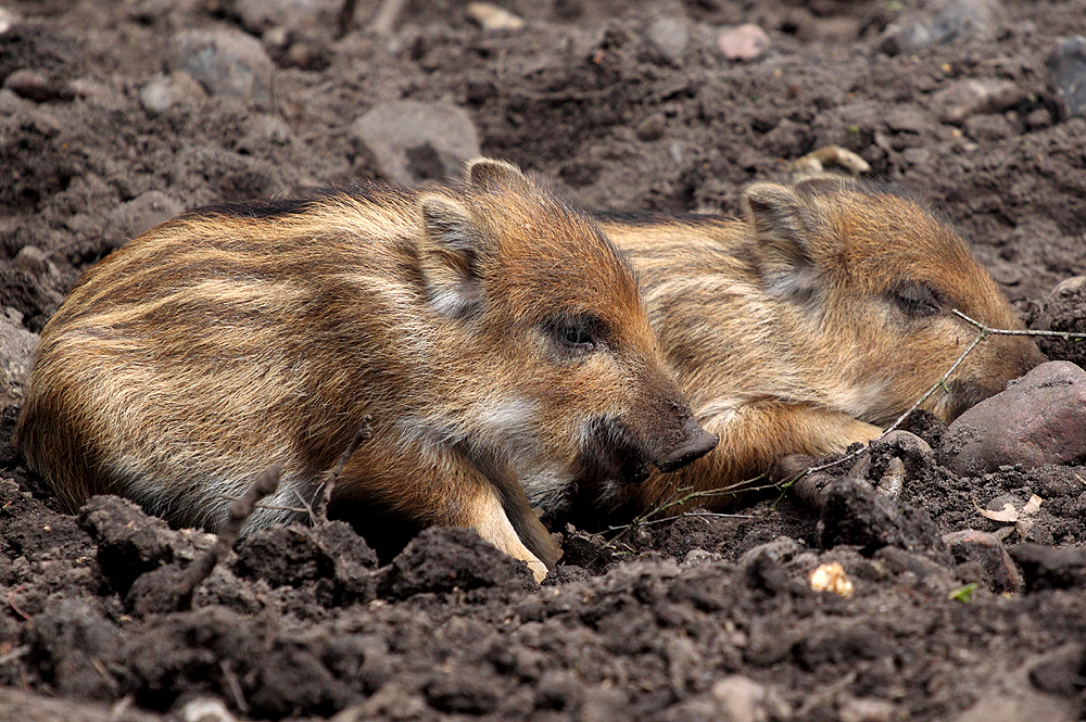 Frischlinge im Wildpark Eekholt