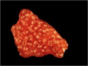 Rote Kieselalge (ca. 1 mm groß)
