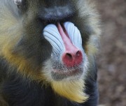 Mandrill