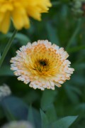 Blume mit EL Nikkor N 2.8/50mm