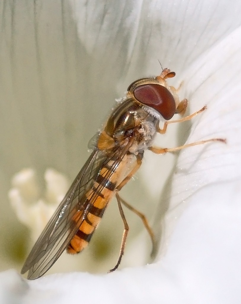 noch eine Schwebfliege im Test