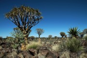 Kcherbume (Aloe Dichotoma)