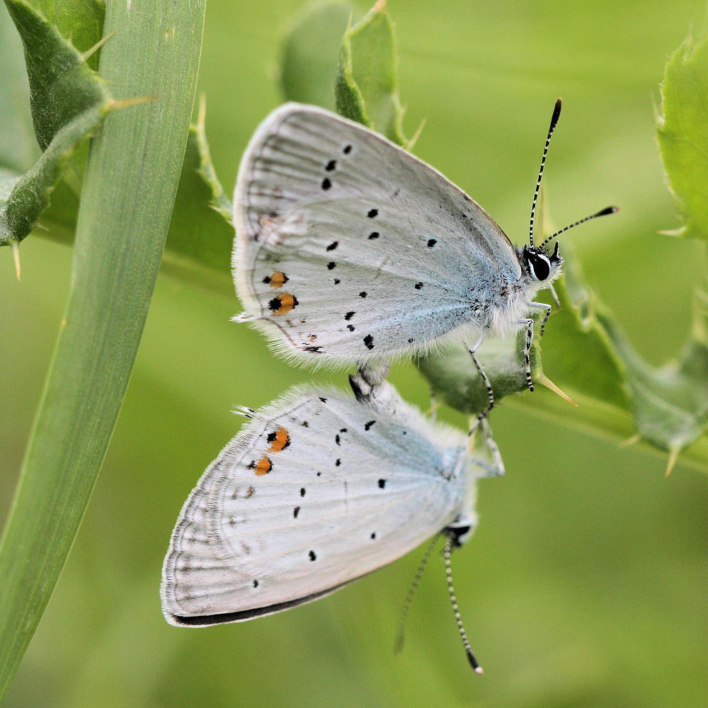 Blulings-Hochzeit