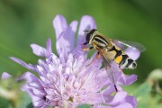 Gemeine Sumpfschwebfliege