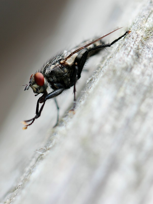 Fliege