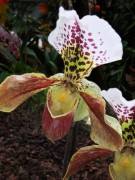 Orchideenschau1