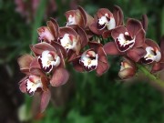 Orchideenschau2