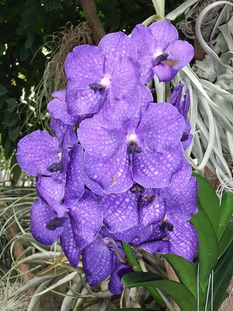 Orchideenschau3