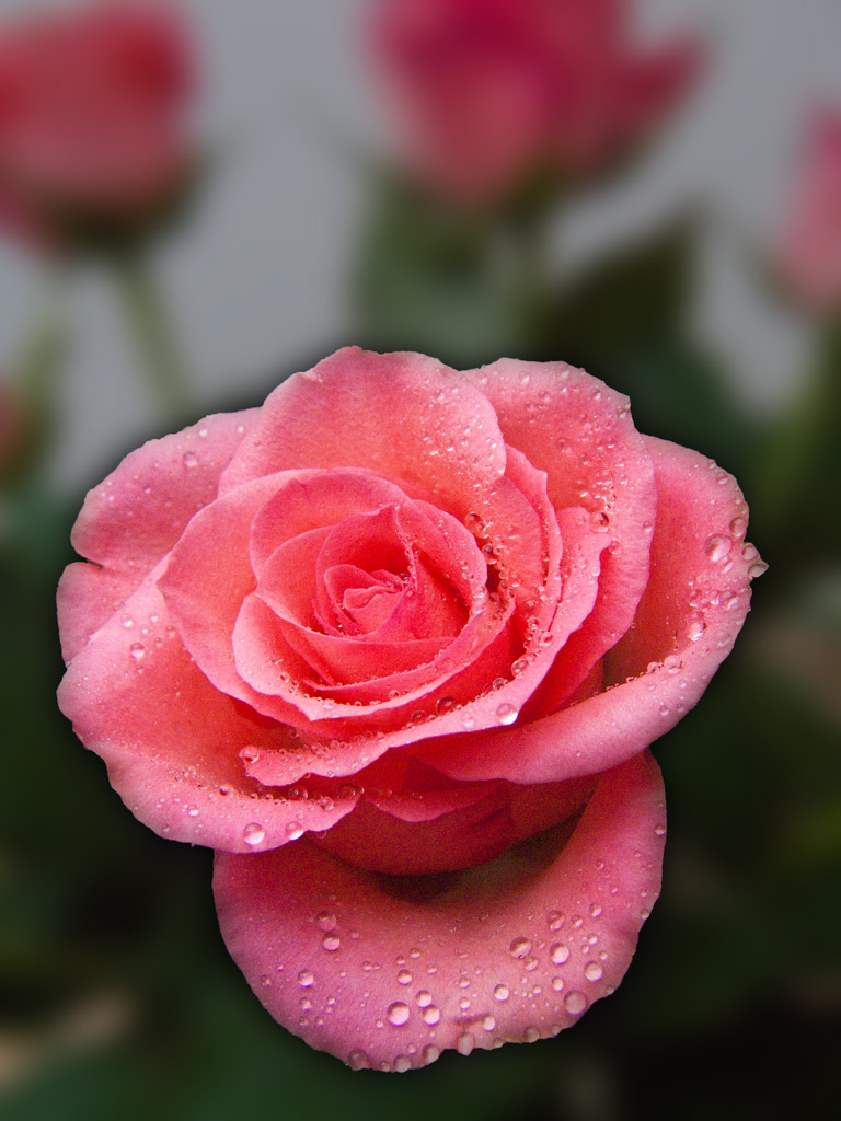 rosa Rose