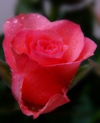 rote Rose