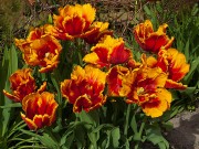 Tulpenfeuer