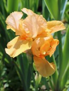 Gelbe Iris