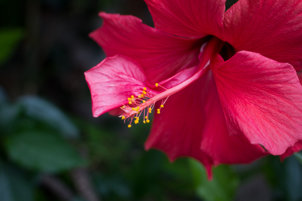 Roter Hibiskus