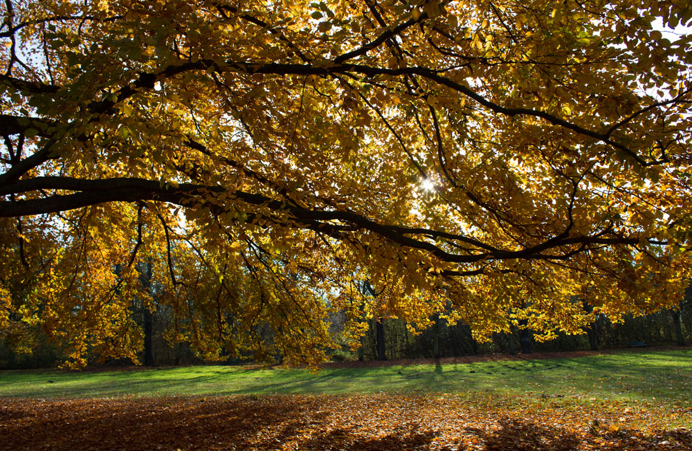 herbstliche Buch im Gegenlicht