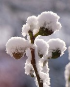 Feige im Schnee