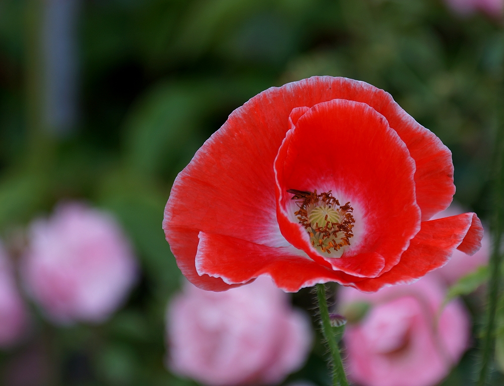 Mohn