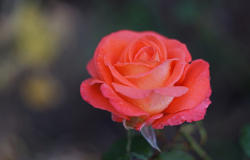 Rose nach dem Regen