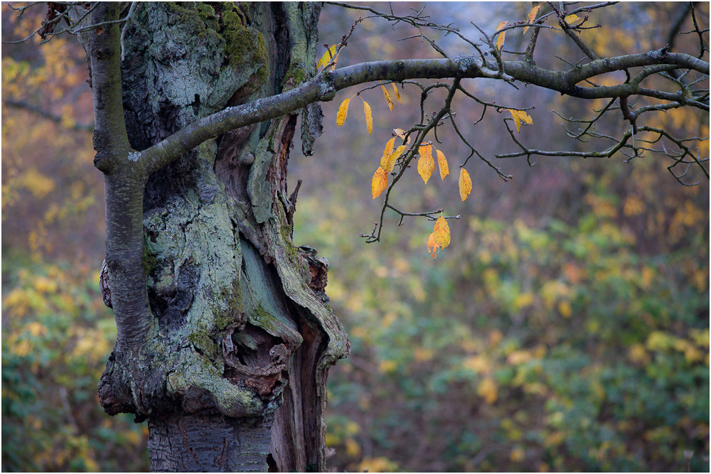 Herbstfarben