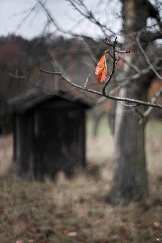 Letztes Blatt