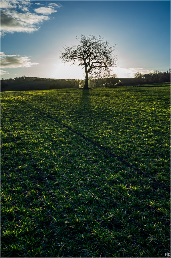 Sonnenbaum