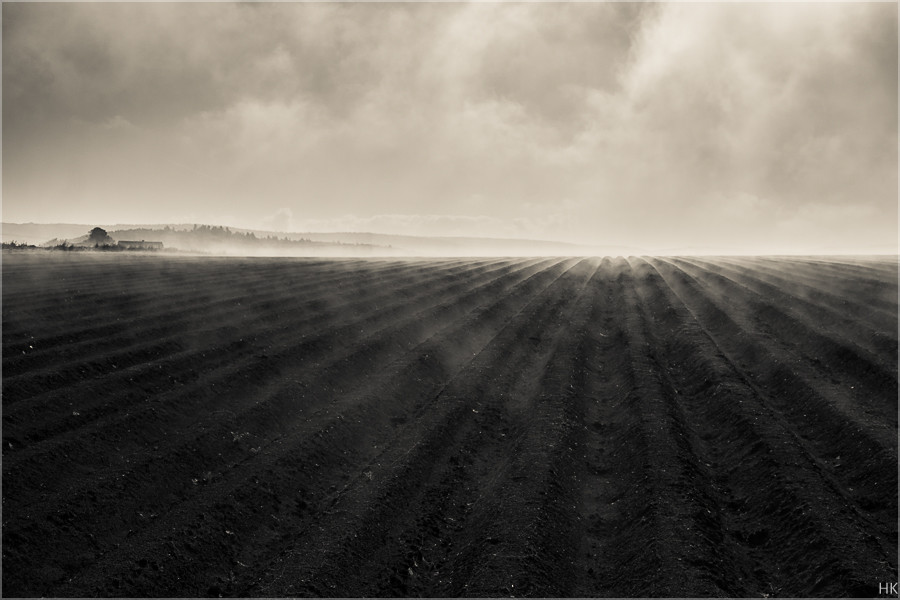 Nebel im Spargelfeld