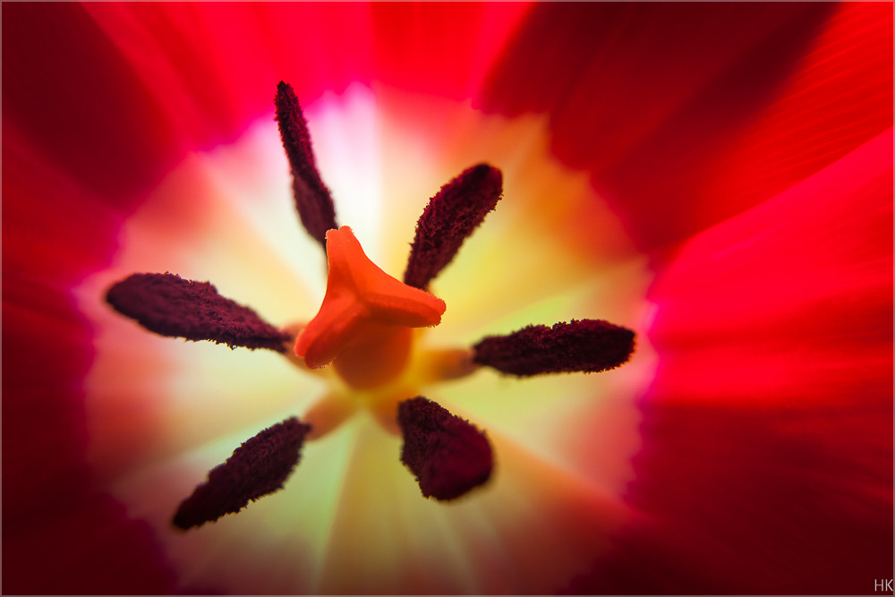 In der Tulpe