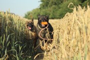 Ein Hund im Kornfeld