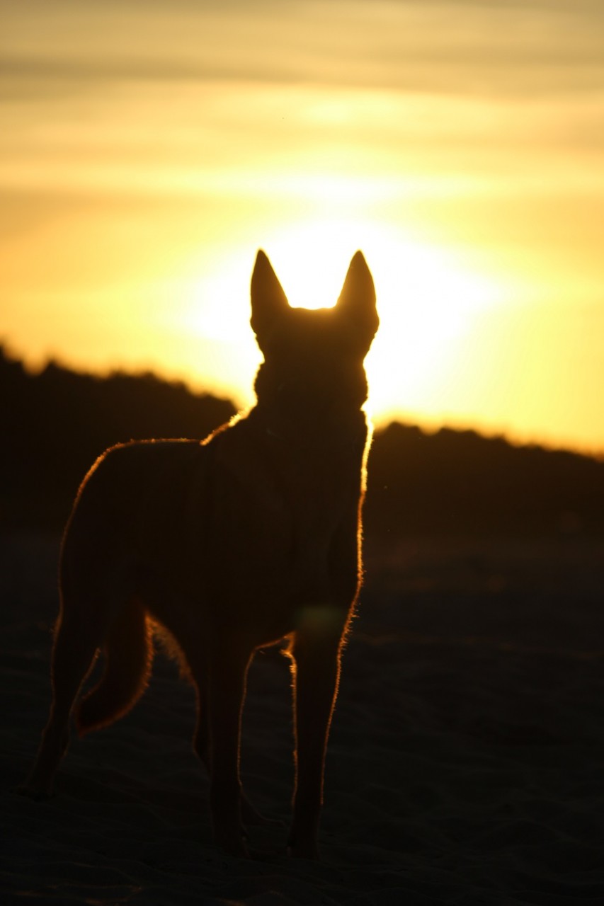 Sonnenhund