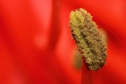 Amaryllis - Pollen