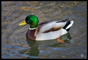 Ente