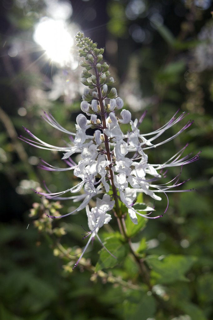 Cat's Whiskers