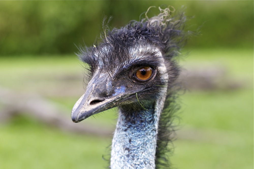 Emu