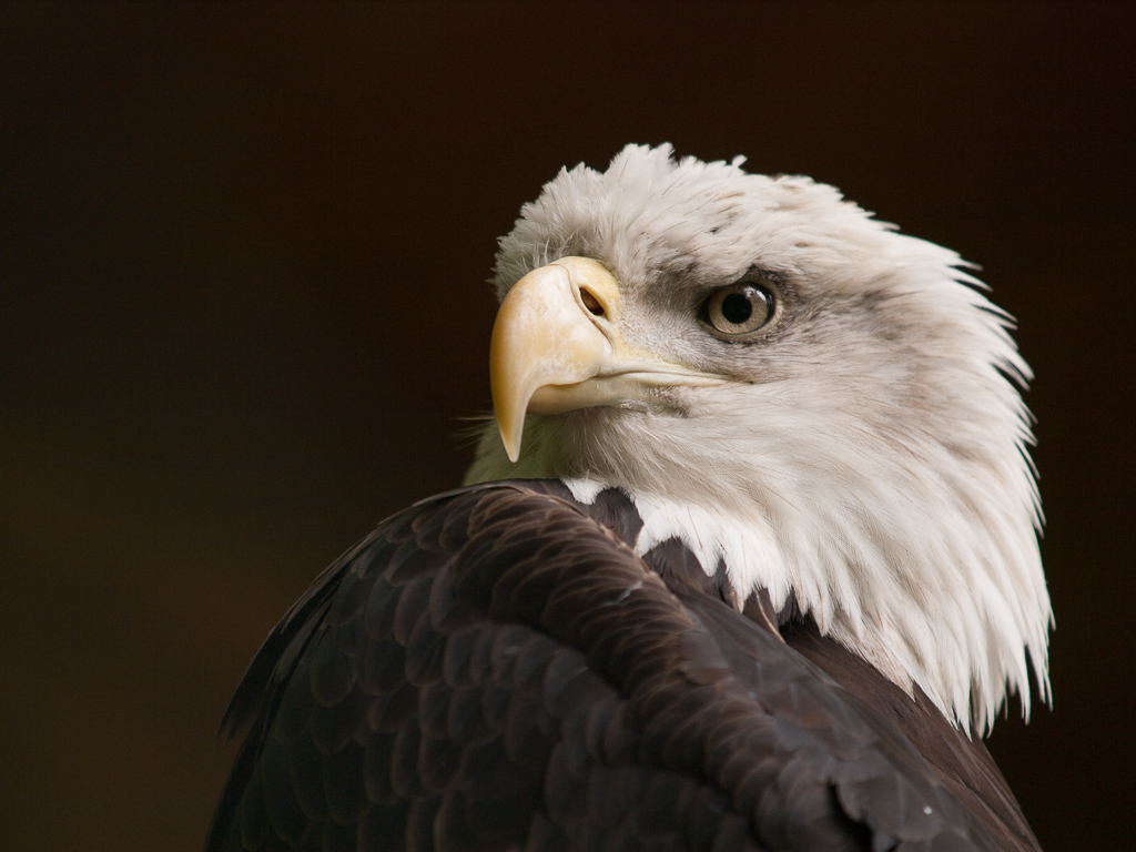 Seeadler am Morgen