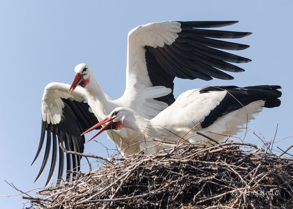 Verteidigung des Nestes