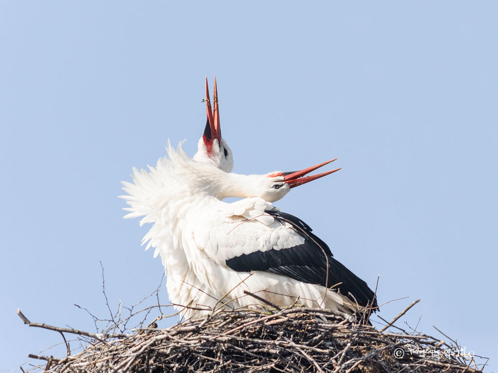 Verteidigung des Nestes