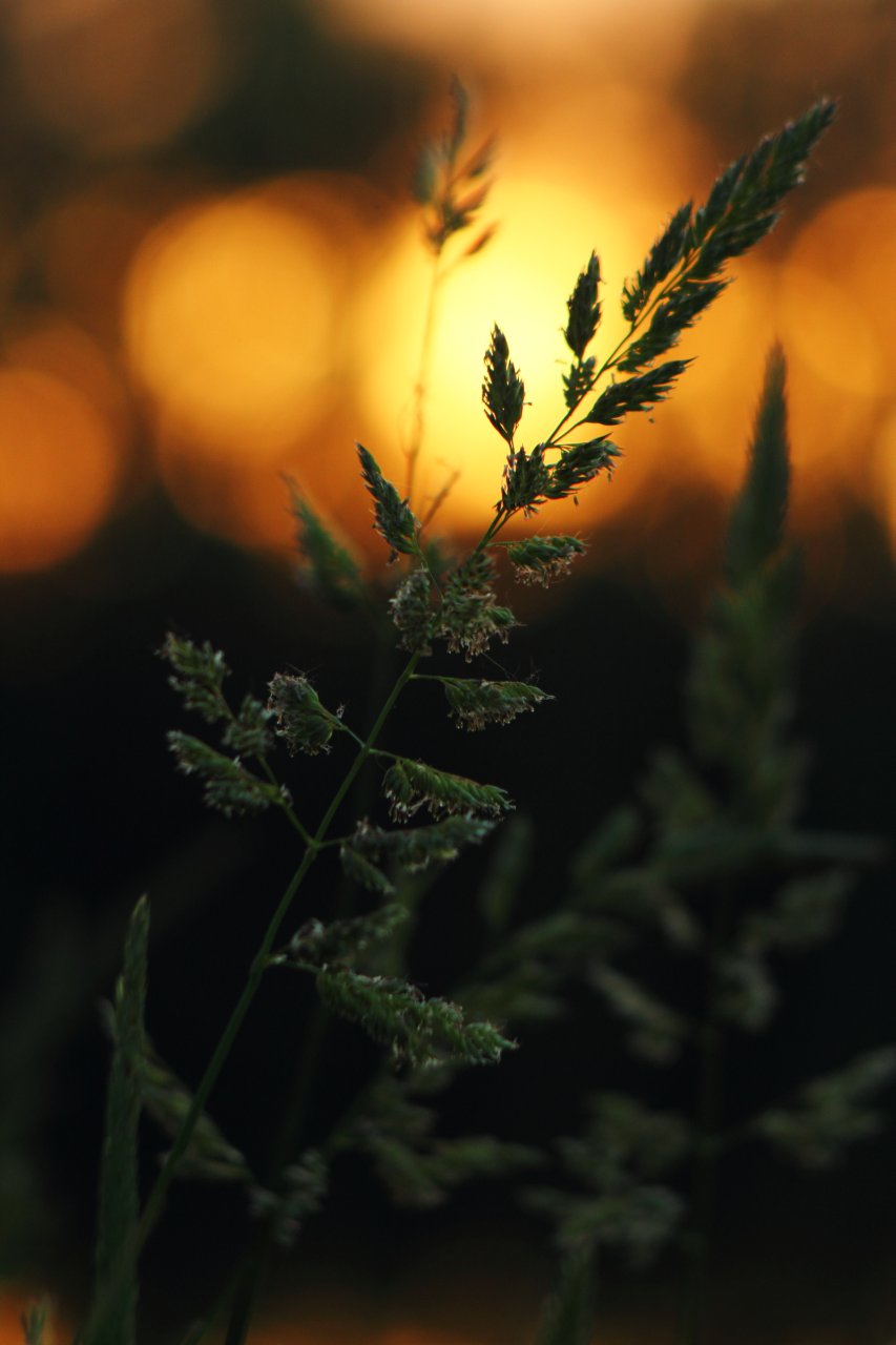 Gras im Abendlicht 2