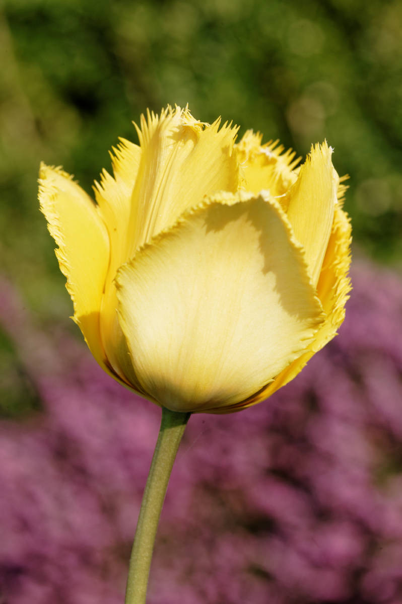 Tulpe gelb