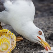 Dinner