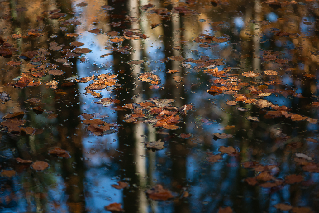 Herbstlicher Teich im Wald