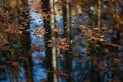 Herbstlicher Teich im Wald
