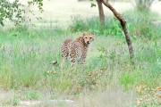 Namibia Gepard Cheetah