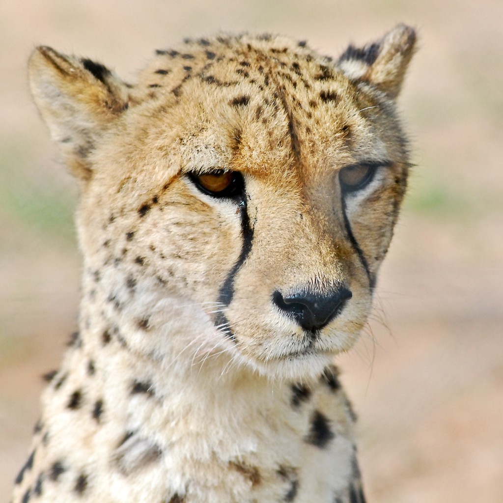 Namibia Gepard Cheetah