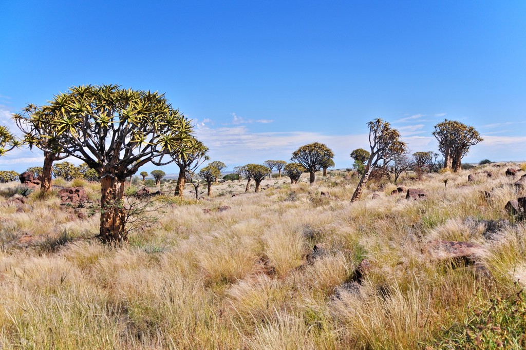 Namibia, Kcherbaumwald