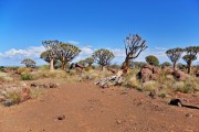 Namibia, Kcherbaumwald