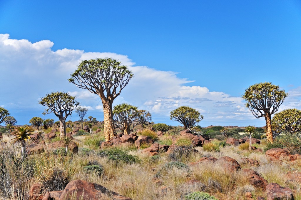 Namibia, Kcherbaumwald