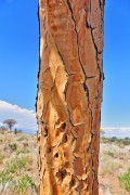 Namibia Kcherbaum