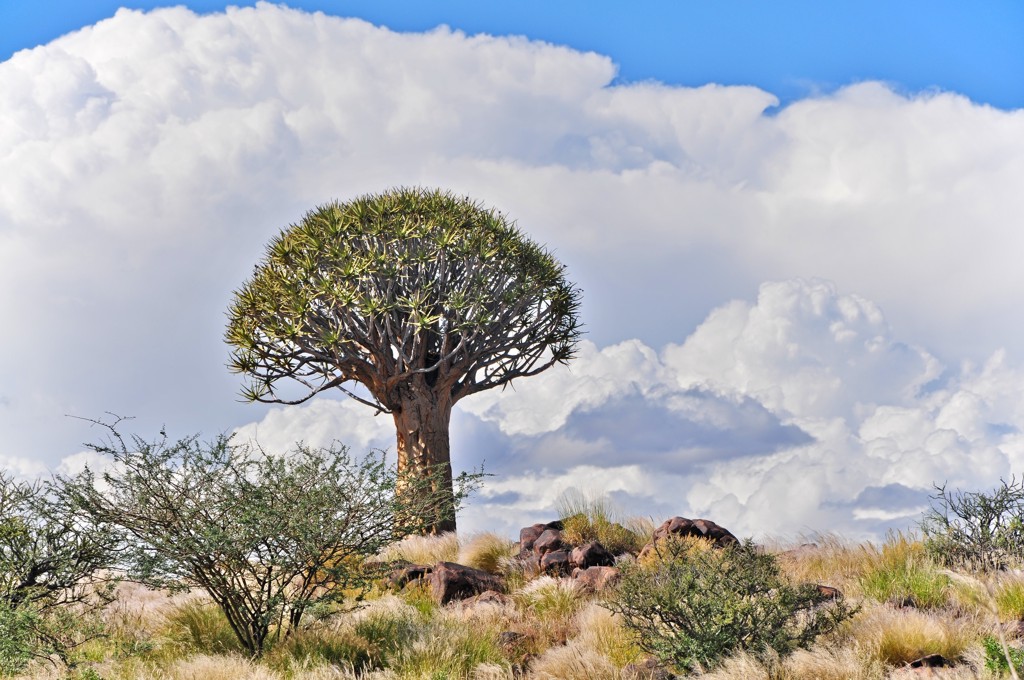 Namibia, Kcherbaumwald