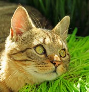 Katze beim Sonnenbad.