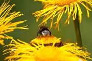 Zauber der Natur